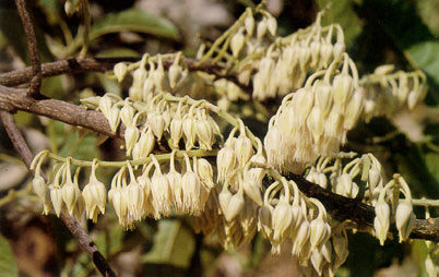 มุ่นดอย Elaeocarpus floribundus BI.<br/>ELAEOCARPACEAE
